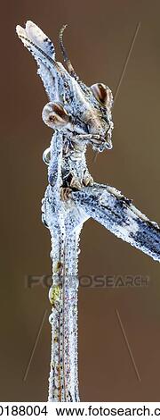 Picture - Praying mantis. Fotosearch