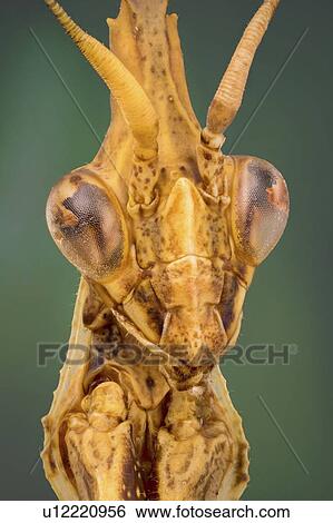 Praying mantis View Large Photo Image Stock Photograph - Praying mantis. Fotosearch