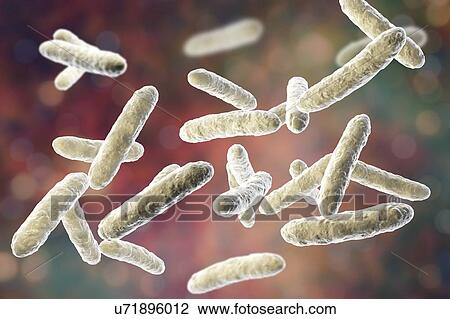 Probiotic bacteria, illustration View Large Photo Image Stock Image - Probiotic bacteria, illustration. Fotosearch