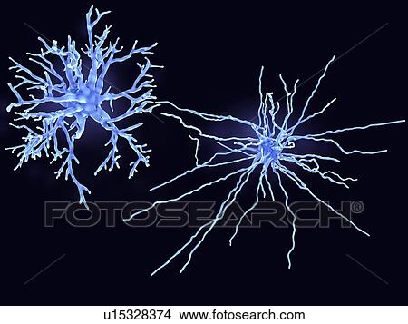 Picture - Protoplasmic and fibrous astrocytes, illustration. Fotosearch