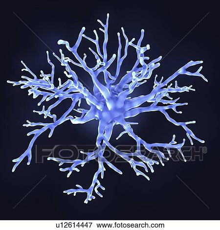 Stock Photo - Protoplasmic astrocyte, illustration. Fotosearch
