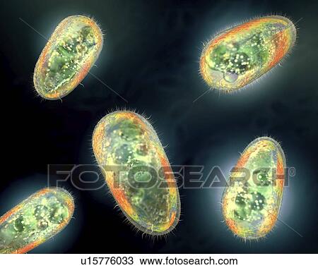 Protozoa, illustration View Large Photo Image Stock Image - Protozoa, illustration. Fotosearch