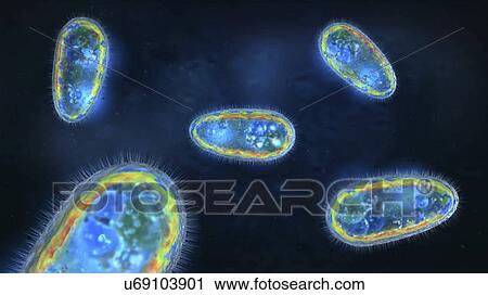 Stock Image - Protozoa, illustration. Fotosearch