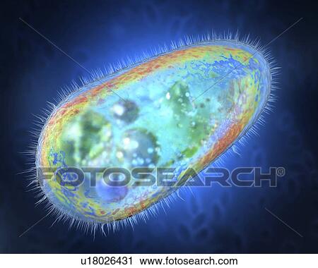 Protozoan, illustration View Large Photo Image Stock Image - Protozoan, illustration. Fotosearch