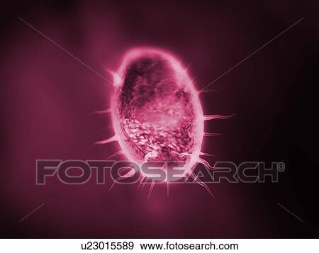 Protozoan, illustration View Large Photo Image Stock Photo - Protozoan, illustration. Fotosearch