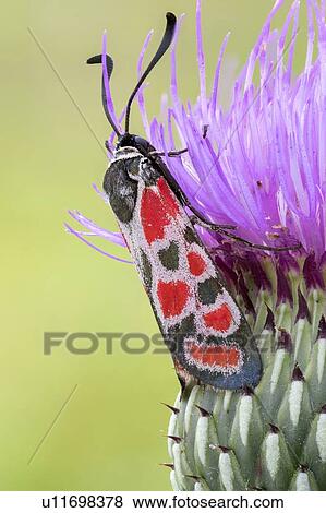 Provence burnet moth View Large Photo Image Stock Photo - Provence burnet moth. Fotosearch