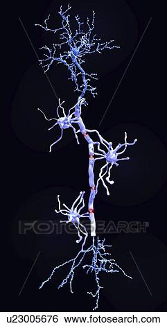 Stock Photograph - Pyramidal neurons and myelin sheaths, illustration. Fotosearch