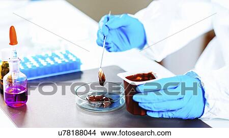 Picture - Quality control of pudding. Fotosearch