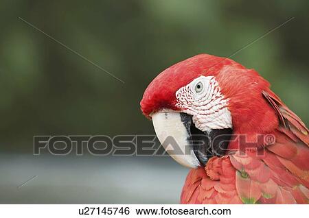 Red ara parrot View Large Photo Image Stock Photograph - Red ara parrot. Fotosearch