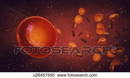 Red blood cells, illustration View Large Photo Image Stock Image - Red blood cells, illustration. Fotosearch