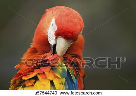 Red macaw parrot View Large Photo Image Stock Image - Red macaw parrot. Fotosearch