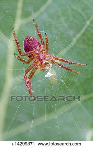 Stock Image - Red orb weaver spider. Fotosearch