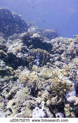 Red Sea coral formations View Large Photo Image Stock Image - Red Sea coral formations. Fotosearch