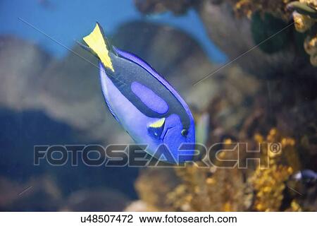 Stock Image - Regal Blue Tang. Fotosearch