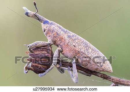 Picture - Rhubarb weevil. Fotosearch