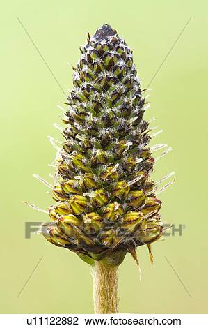 Stock Image - Ribwort plantain (Plantago lanceolata) seed head. Fotosearch