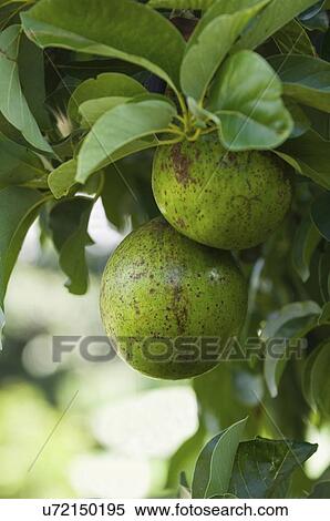 Stock Photography - Ripe avocados on tree. Fotosearch
