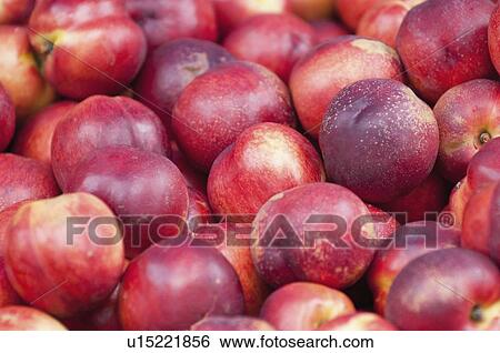 Ripe nectarines View Large Photo Image Stock Photograph - Ripe nectarines. Fotosearch