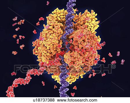 Stock Photo - RNA Polymerase II transcribing DNA, illustration. Fotosearch