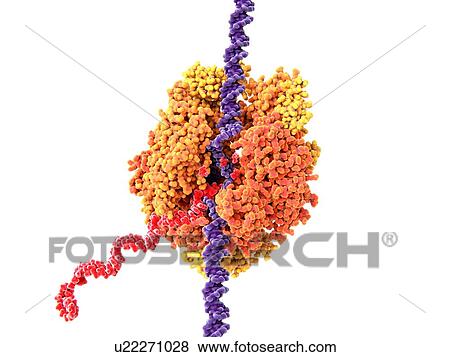 Stock Photo - RNA Polymerase II transcribing DNA, illustration. Fotosearch