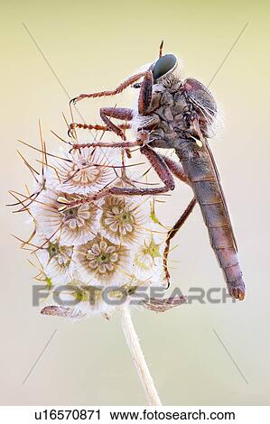 Stock Image - Robber fly. Fotosearch