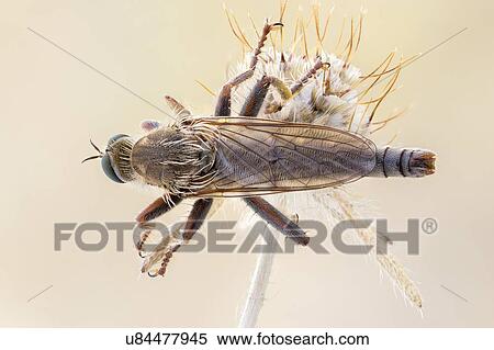 Stock Photography - Robber fly. Fotosearch