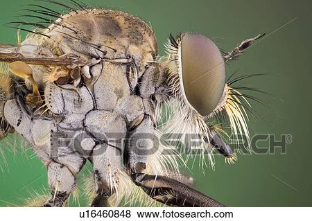 Stock Photo - Robberfly lateral detail. Fotosearch