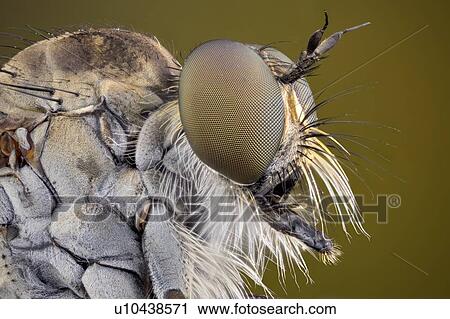 Stock Image - Robberfly portrait. Fotosearch