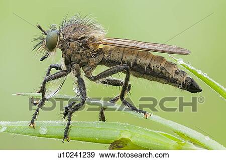 Robberfly View Large Photo Image Stock Photo - Robberfly. Fotosearch