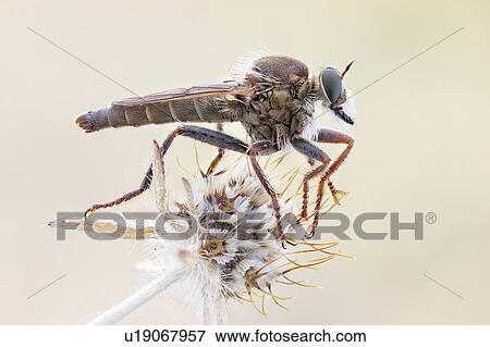 Robberfly View Large Photo Image Stock Photo - Robberfly. Fotosearch
