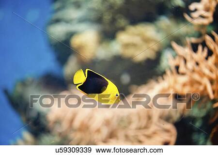 Rock beauty View Large Photo Image Stock Photo - Rock beauty. Fotosearch