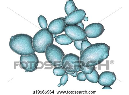 Picture - Saccharomyces cerevisiae yeast, illustration. Fotosearch