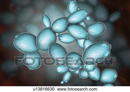 Stock Image - Saccharomyces cerevisiae yeast, illustration. Fotosearch