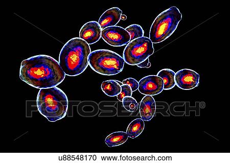 Stock Image - Saccharomyces cerevisiae yeast, illustration. Fotosearch