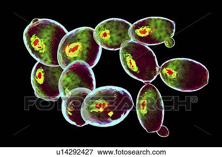 Stock Photo - Saccharomyces cerevisiae yeast, illustration. Fotosearch
