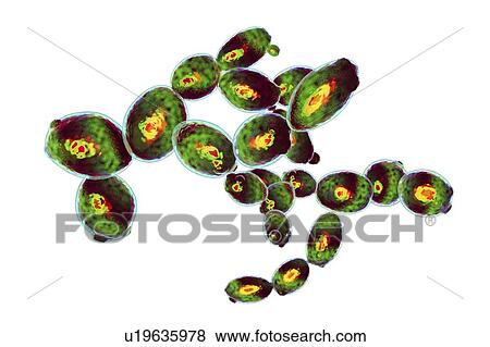 Stock Photo - Saccharomyces cerevisiae yeast, illustration. Fotosearch