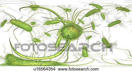 Picture - Salmonella bacteria, illustration. Fotosearch