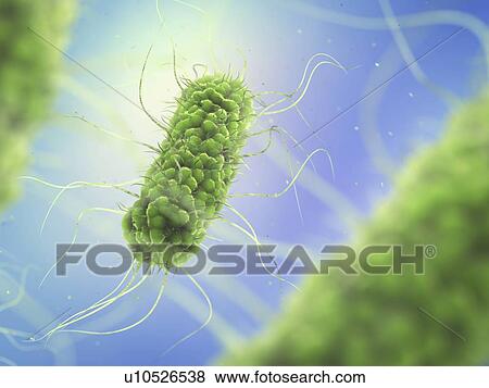 Stock Photo - Salmonella bacteria, illustration. Fotosearch
