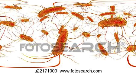 Stock Photo - Salmonella bacteria, illustration. Fotosearch