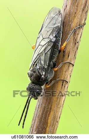 Sawfly dorsal View Large Photo Image Stock Photograph - Sawfly dorsal. Fotosearch