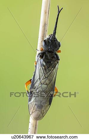 Sawfly View Large Photo Image Stock Photo - Sawfly. Fotosearch