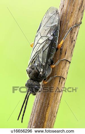 Sawfly View Large Photo Image Stock Photograph - Sawfly. Fotosearch