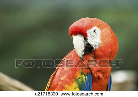 Stock Image - Scarlet Macaw parrot looking at camera. Fotosearch