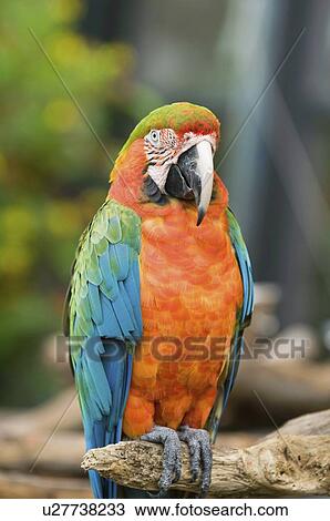 Stock Image - Scarlet macaw parrot. Fotosearch