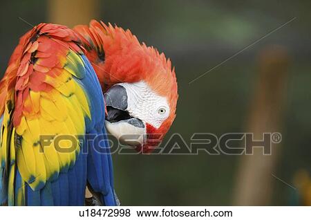 Scarlet macaw parrot View Large Photo Image Stock Photo - Scarlet macaw parrot. Fotosearch