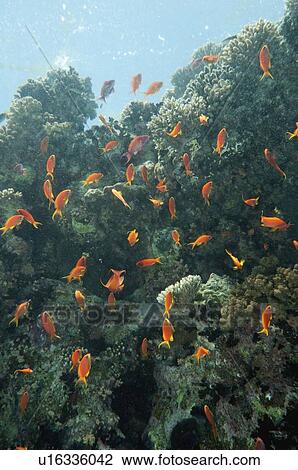 Stock Image - School of anthias. Fotosearch