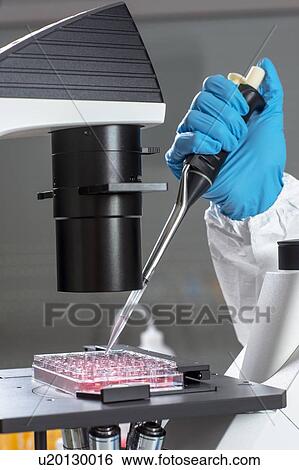Stock Photograph - Scientist pipetting sample. Fotosearch