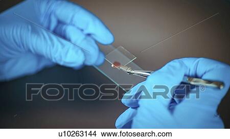 Picture - Scientist preparing microscope slide. Fotosearch
