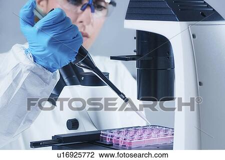Stock Image - Scientist working with cell culture. Fotosearch