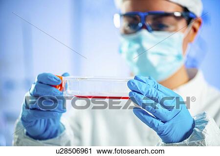 Stock Image - Scientist working with cell culture. Fotosearch
